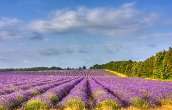 lavanda