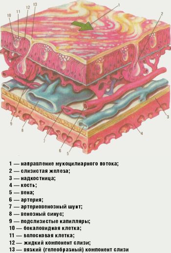 Рис. 1. Строение слизистой оболочки полости носа